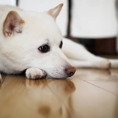 ワンちゃんは1日何を考えてるの？