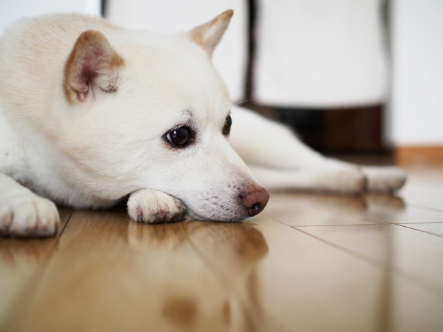 ワンちゃんは1日何を考えてるの？