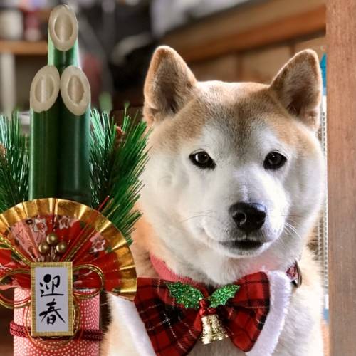 あけましておめでとうございます