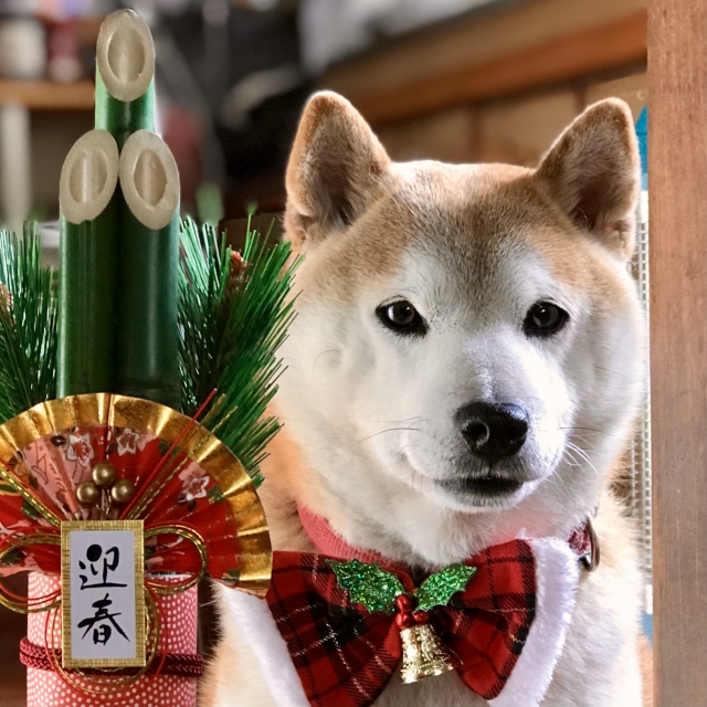 あけましておめでとうございます