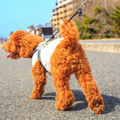 愛犬が喜ぶお散歩とは