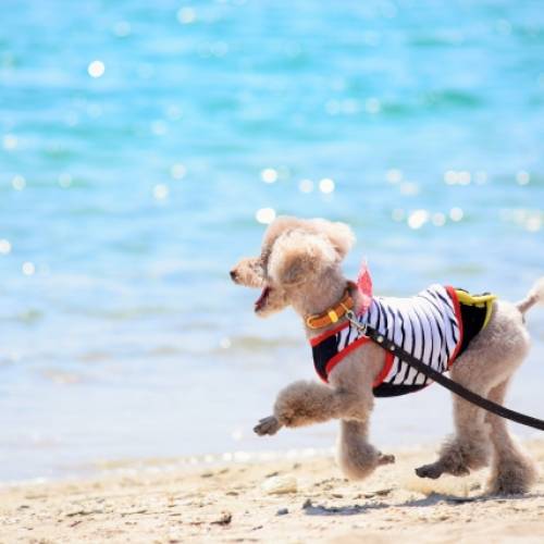愛犬と海遊びを楽しむために