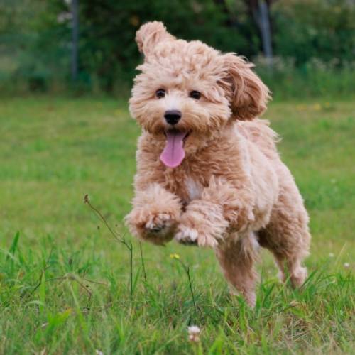 愛犬が健康的に暮らせる『生活習慣』