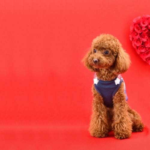 ワンちゃんにチョコレートはNG！