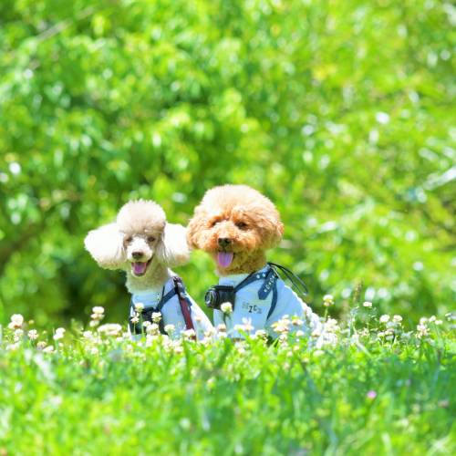 犬が食べると危険な春の植物