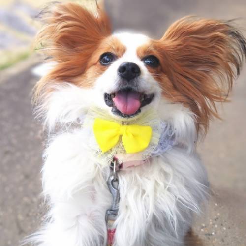 愛犬の愛情表現5つの行動