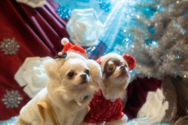 愛犬と楽しいクリスマス