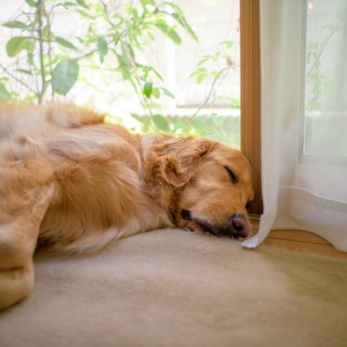 犬の暑さ対策におすすめグッズ