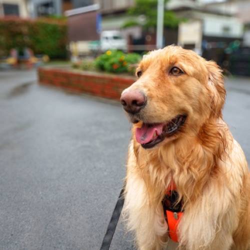 雨の日のお散歩