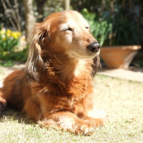 老犬になるにつれて出来なくなる『6つのこと』