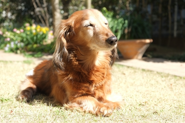 老犬になるにつれて出来なくなる『6つのこと』