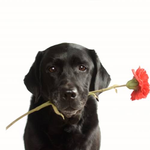 ８月２６日は国際犬の日です