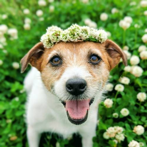 5月13日は愛犬の日！