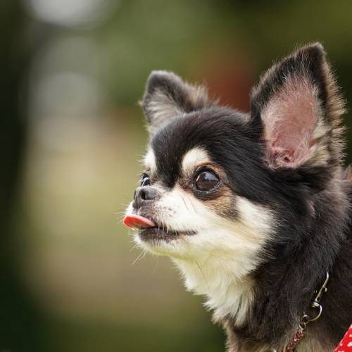 愛犬がペロペロする理由