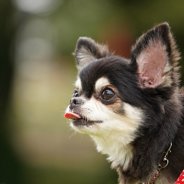 愛犬がペロペロする理由