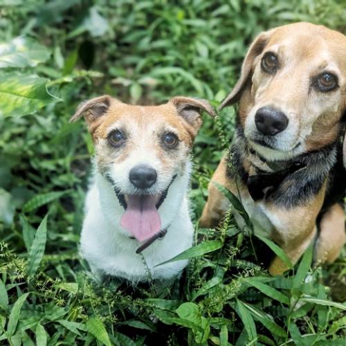 10月4日は「世界動物の日」　愛犬のために、今日からできる5つのこと
