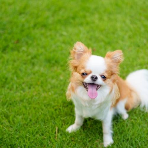 春は犬が体調不良になりやすい
