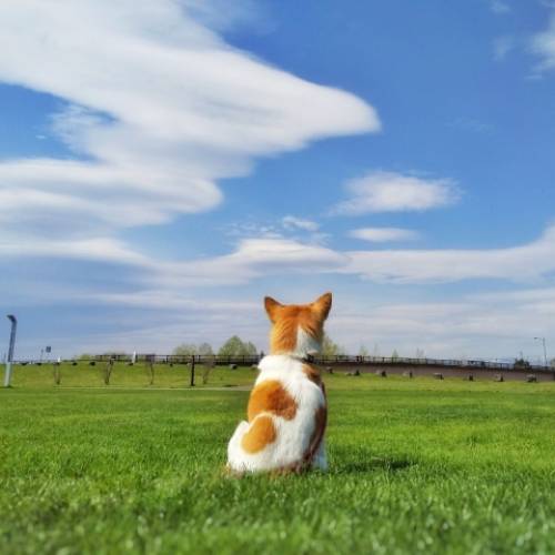 愛犬はどんなうんち？