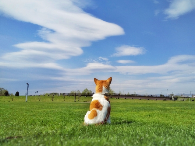 愛犬はどんなうんち？