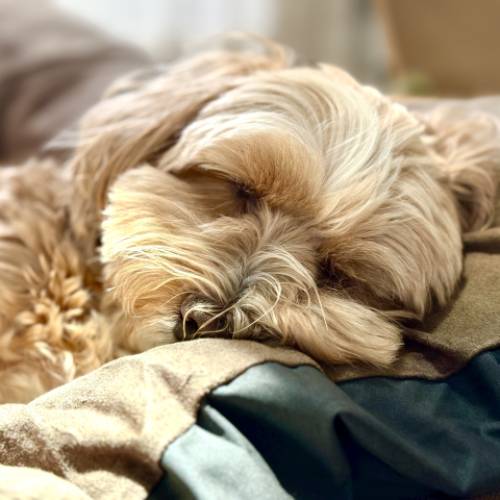 秋になると愛犬がよく眠る？