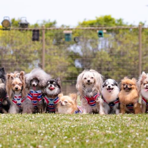 トイプードル、チワワ、柴犬の魅力