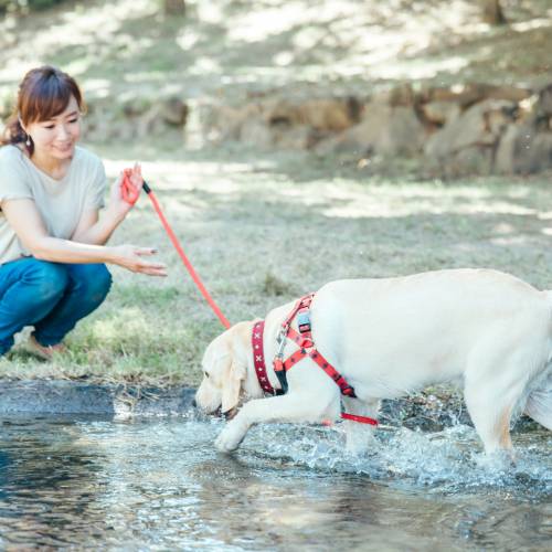 愛犬と水遊び