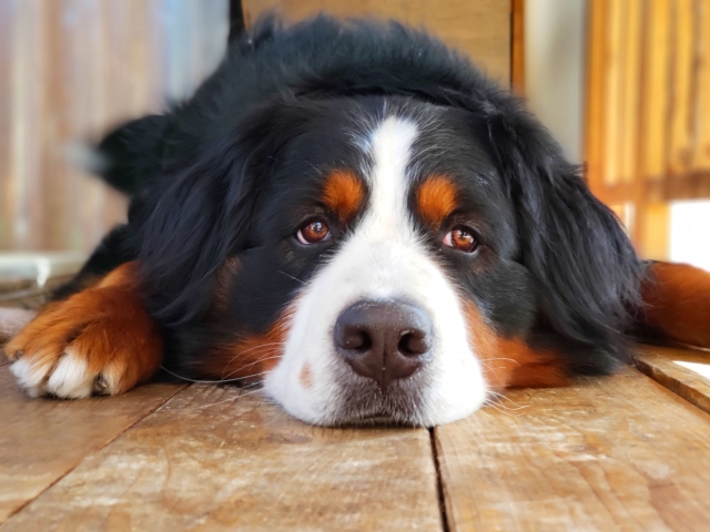 愛犬の目大丈夫？手軽にできるセルフチェック