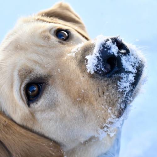 愛犬が大喜びする雪遊び