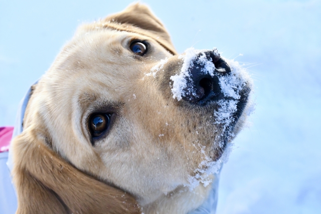愛犬の寒さ対策
