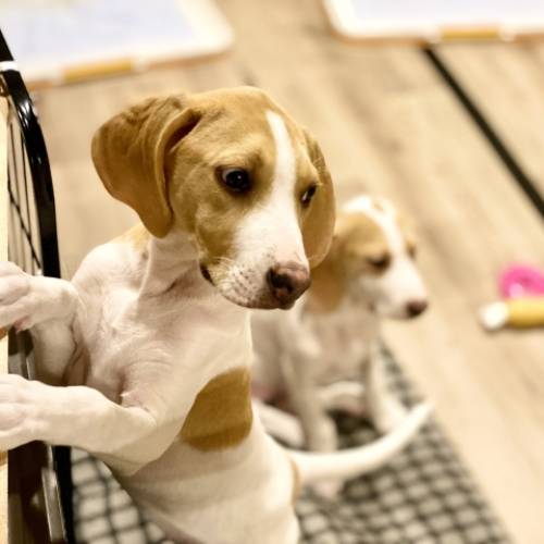 愛犬にとって負担となる行為