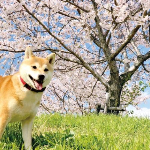 春を元気に過ごすための予防習慣